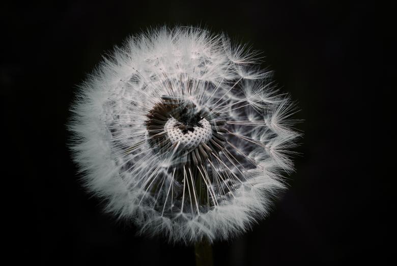 Free stock image of Soft Dandelion created by Pixabay