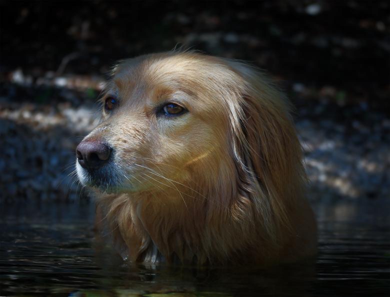 Free stock image of Dog in the River created by Pixabay