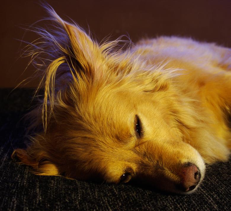 Free stock image of Resting Dog created by Pixabay