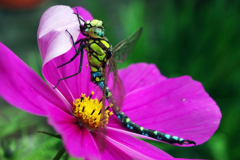 Free stock image of Dragonfly on the Flower created by Pixabay
