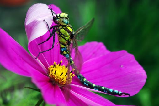 Free Stock Photo of Dragonfly on the Flower
