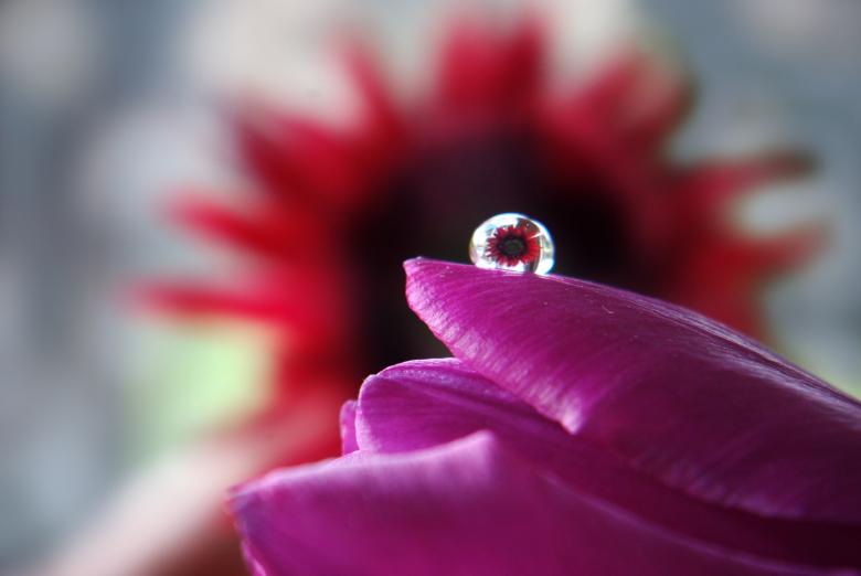 Free stock image of Fresh Flower created by Pixabay