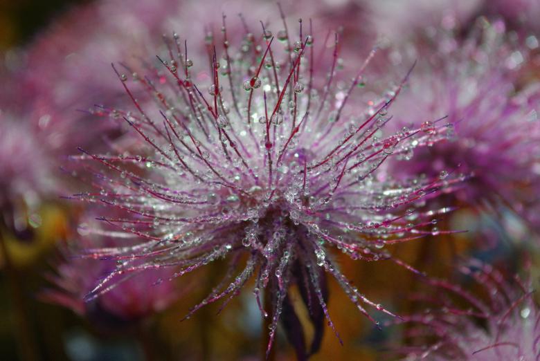 Free stock image of Fresh Flower created by Pixabay