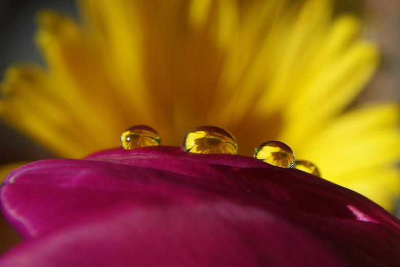 Free stock image of Drop of Water created by Pixabay