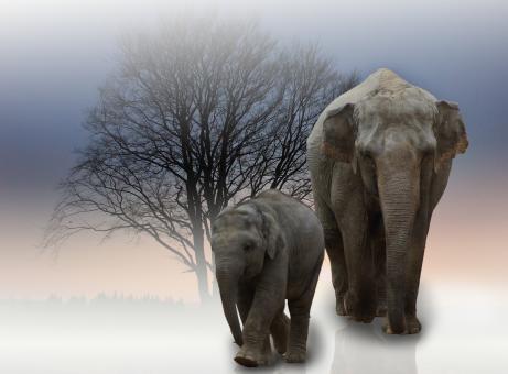 Free Stock Photo of Wild Elephants