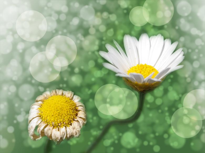 Free stock image of Blooming Flowers created by Pixabay