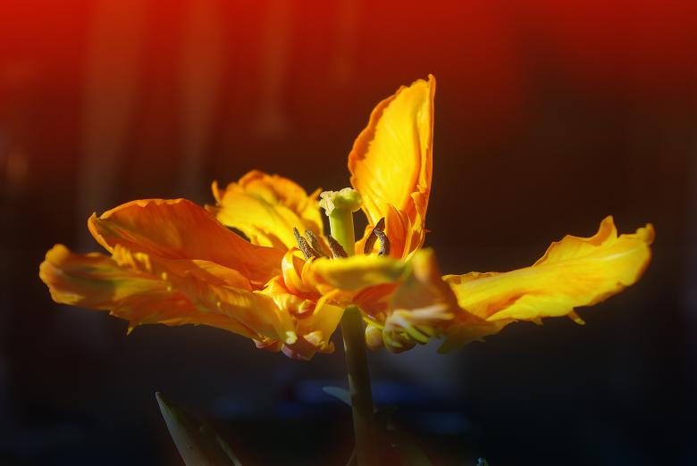 Free stock image of Fresh Flower created by Pixabay
