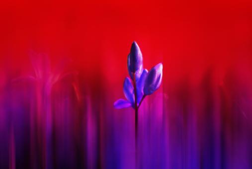 Free Stock Photo of Fresh Flowers