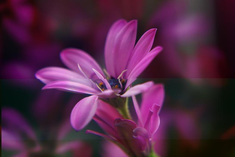 Free stock image of Flowers in the Garden created by Pixabay