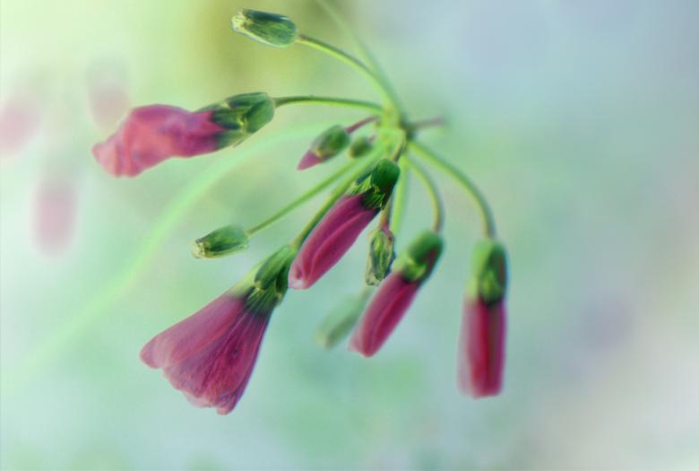 Free stock image of Flowers in the Garden created by Pixabay