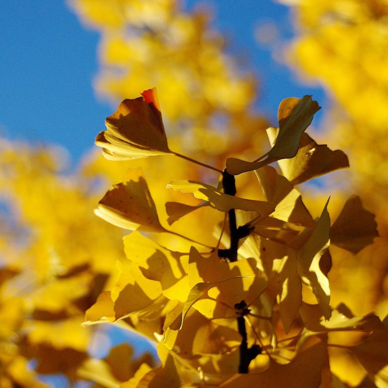 Free stock image of Ginko Leaves created by Pixabay