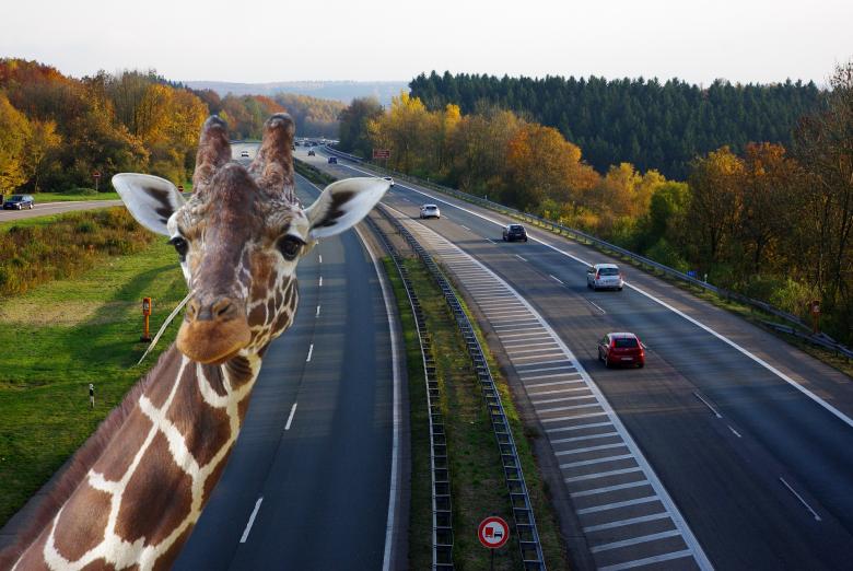 Free stock image of Zebra on the Highway created by Pixabay