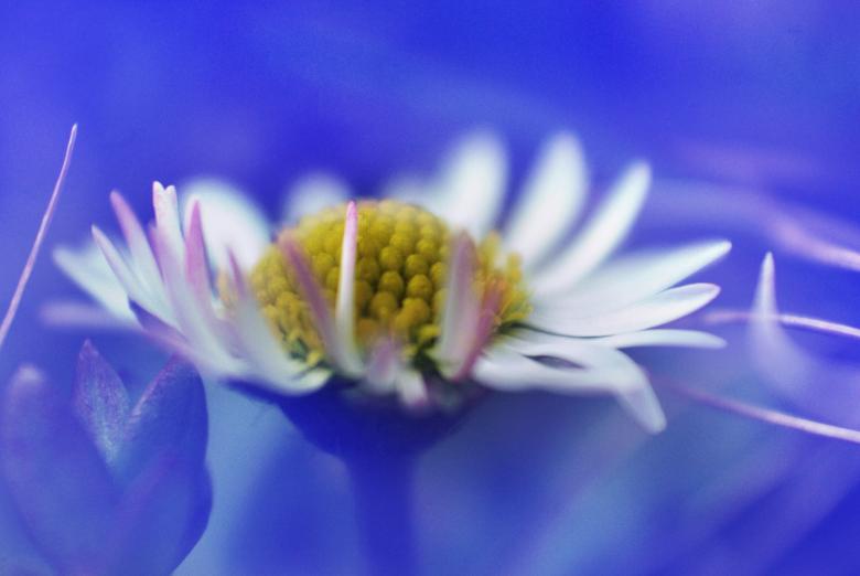 Free stock image of Marguerite in the Garden created by Pixabay