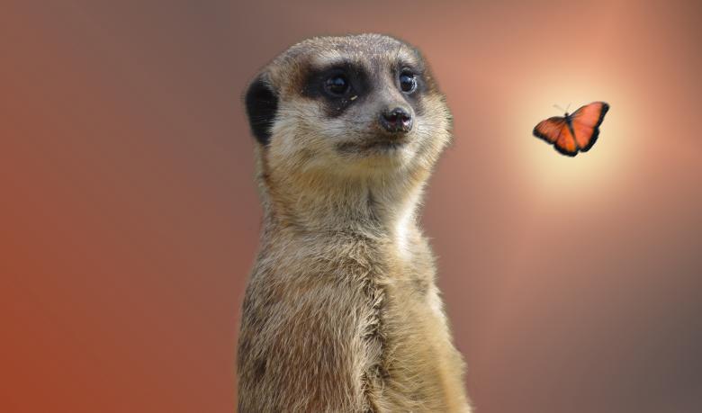 Free stock image of Wild Meerkat created by Pixabay