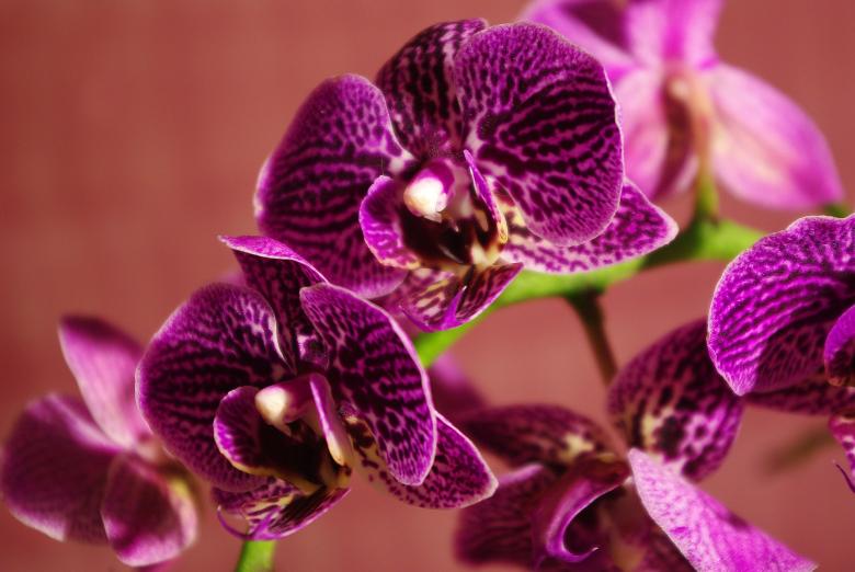 Free stock image of Wild Orchid created by Pixabay