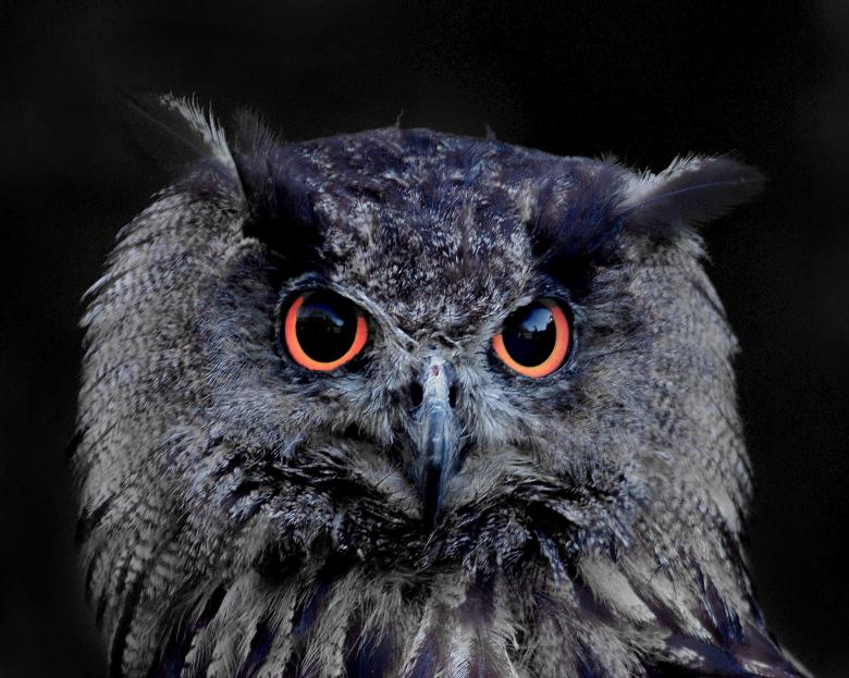 Free stock image of Wild Owl created by Pixabay