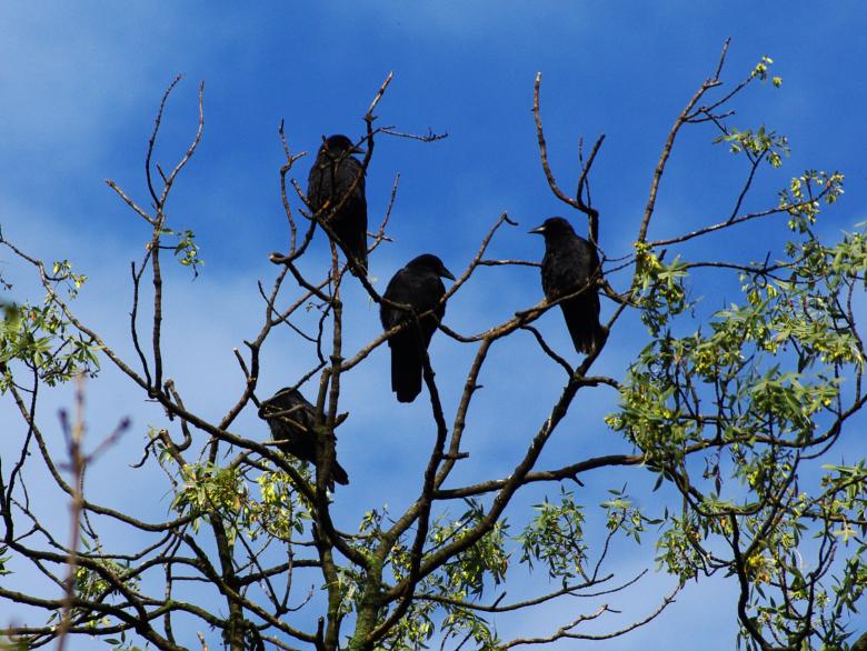 Free stock image of Black Raven created by Pixabay