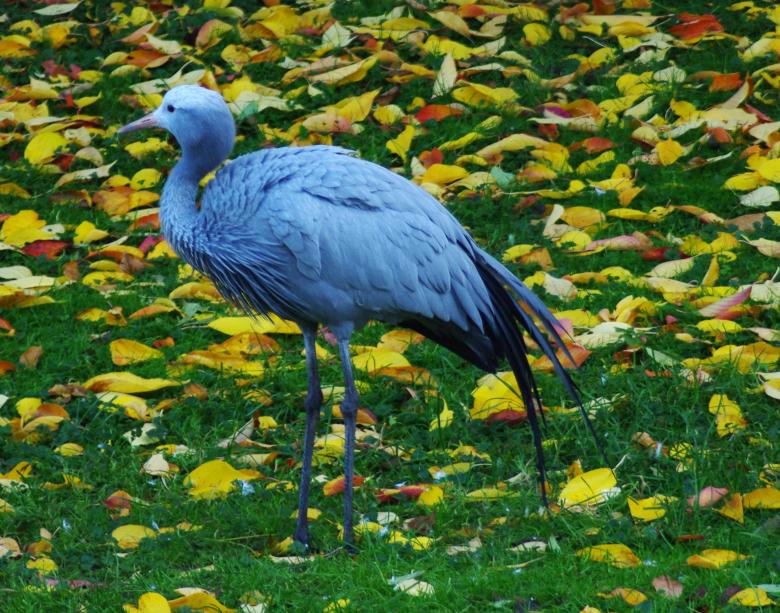 Free stock image of Blue Stork created by Pixabay