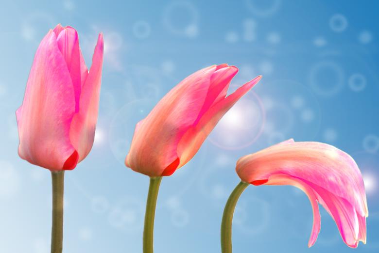 Free stock image of Fresh Tulips created by Pixabay