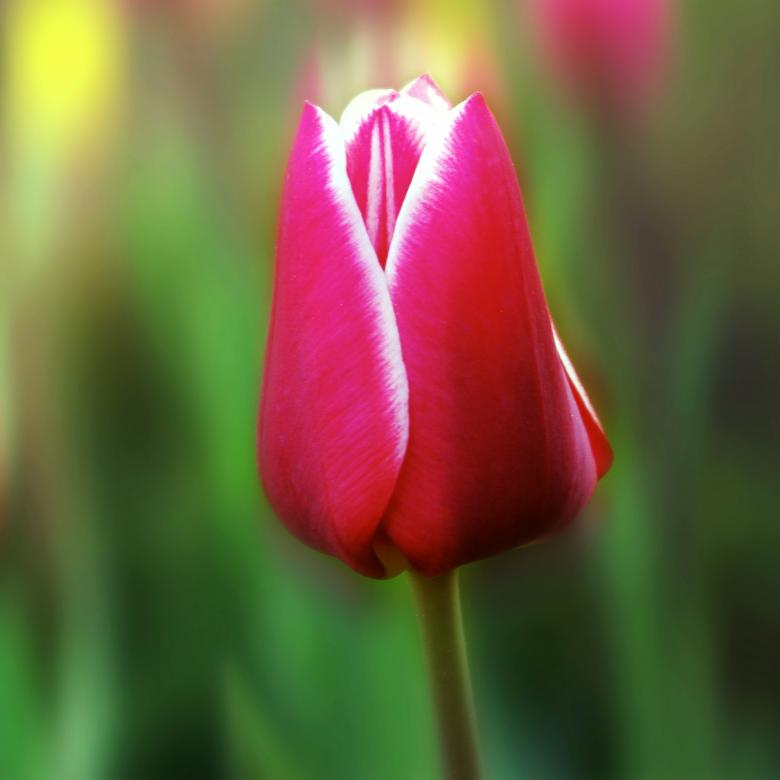 Free stock image of Fresh Tulip created by Pixabay