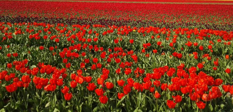 Free stock image of Tulip Garden created by Pixabay