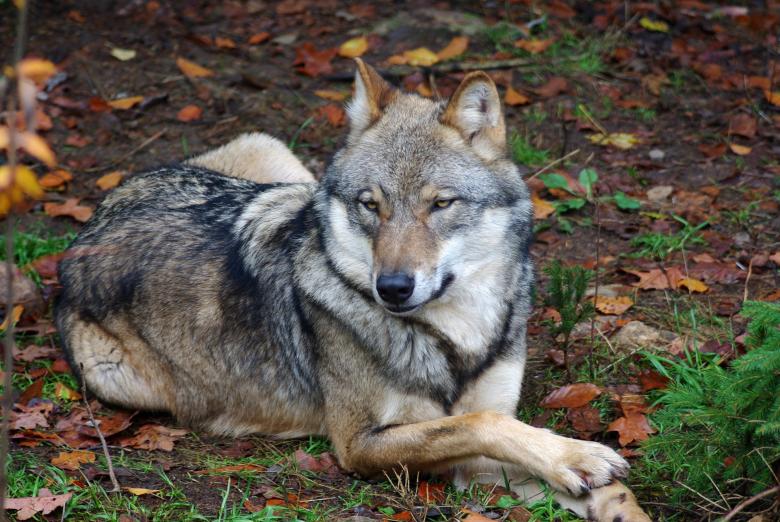 Free stock image of Wild Wolf created by Pixabay