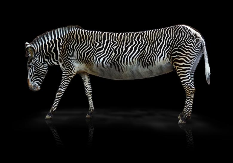Free stock image of Wild Zebra created by Pixabay