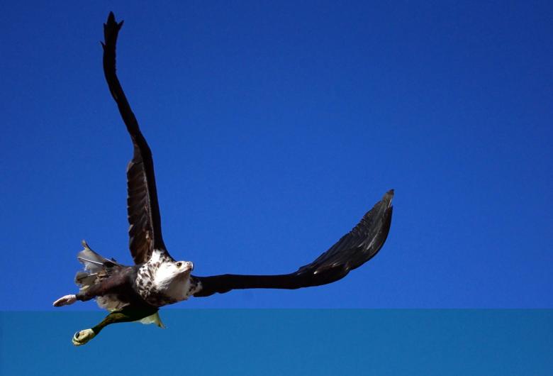 Free stock image of Flying Adler created by Pixabay