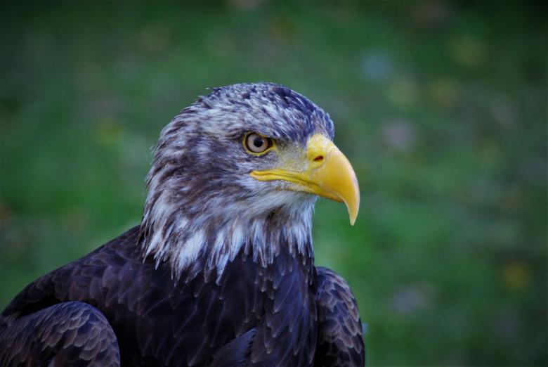 Free stock image of Wild Adler created by Pixabay