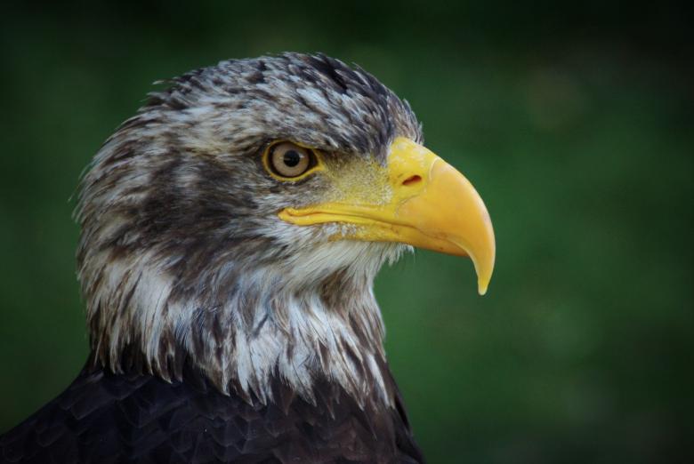 Free stock image of Wild Adler created by Pixabay