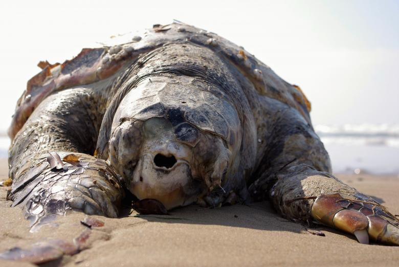 Free stock image of Turtle on the Beach created by Pixabay