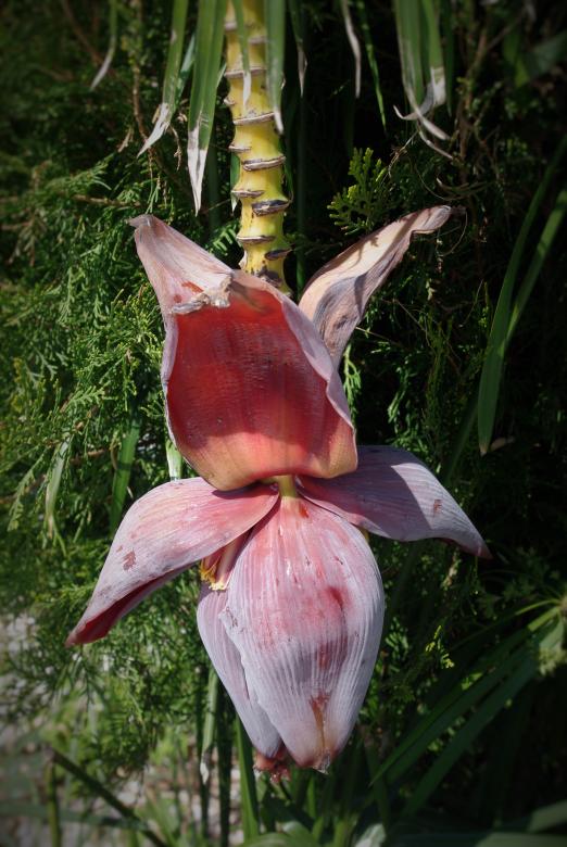 Free stock image of Banana Tree created by Pixabay