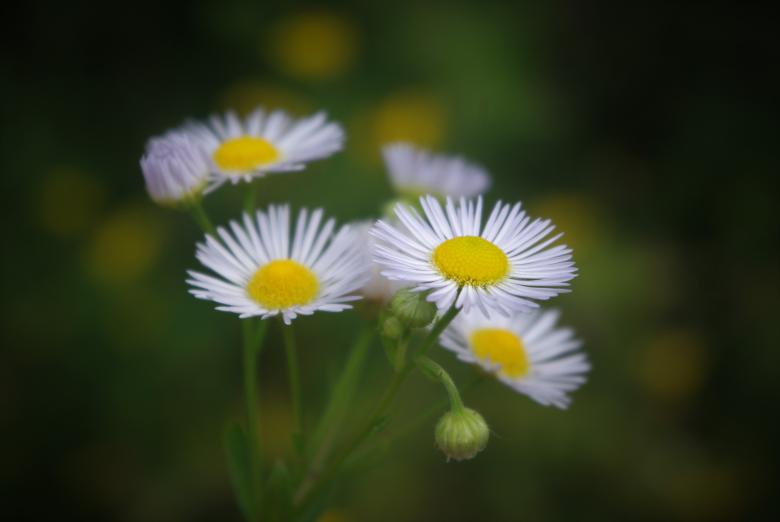 Free stock image of Fresh Bkume created by Pixabay