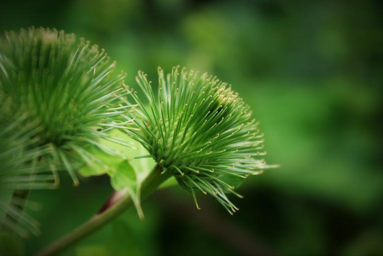 Free stock image of Thorny Plant created by Pixabay