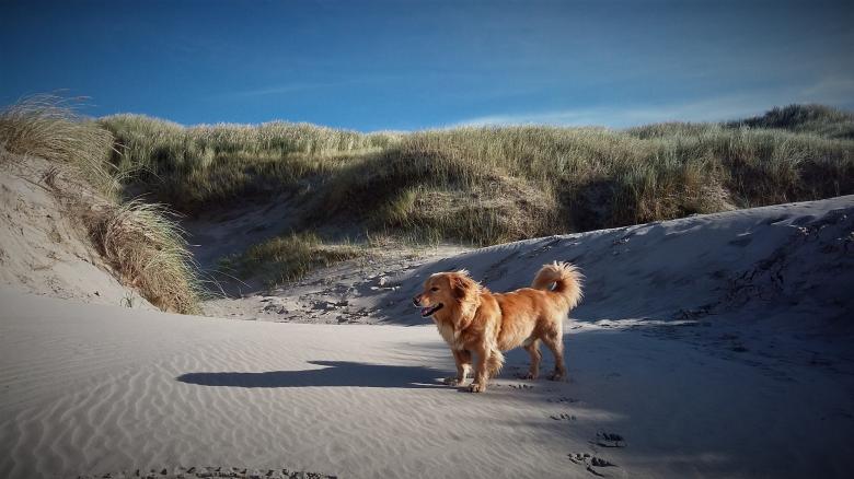 Free stock image of Dog on the Beach created by Pixabay