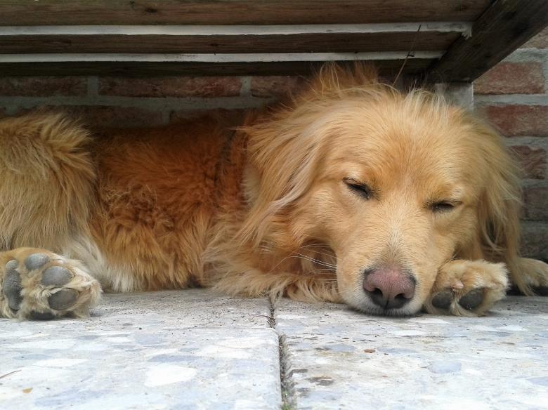 Free stock image of Sleeping Dog created by Pixabay