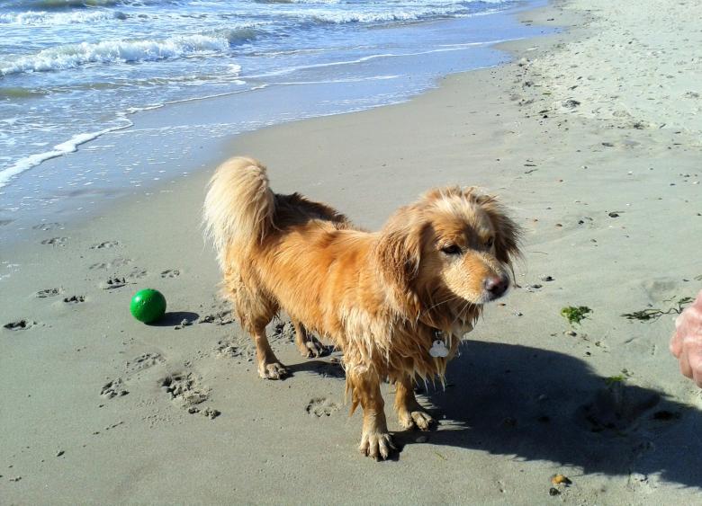 Free stock image of Dog on the Beach created by Pixabay