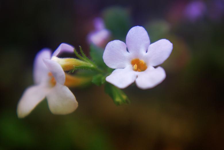 Free stock image of Blooming Flowers created by Pixabay