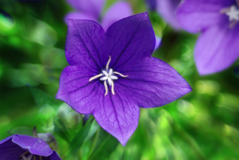 Free stock image of Blooming Flowers created by Pixabay
