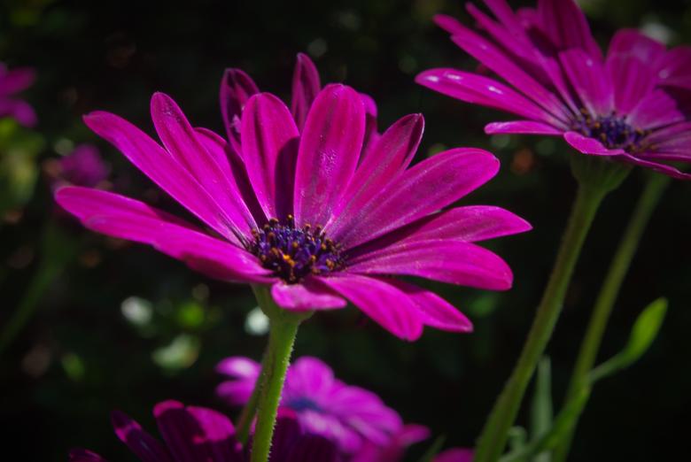 Free stock image of Fresh Flowers created by Pixabay