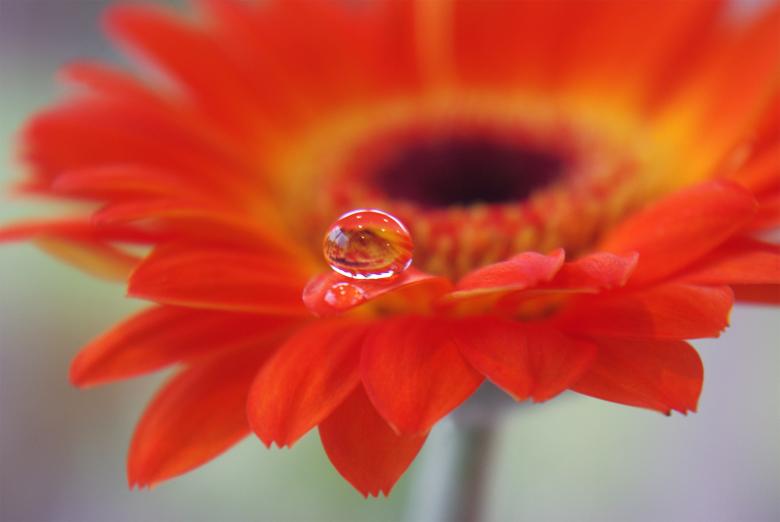 Free stock image of Fresh Gerbera created by Pixabay