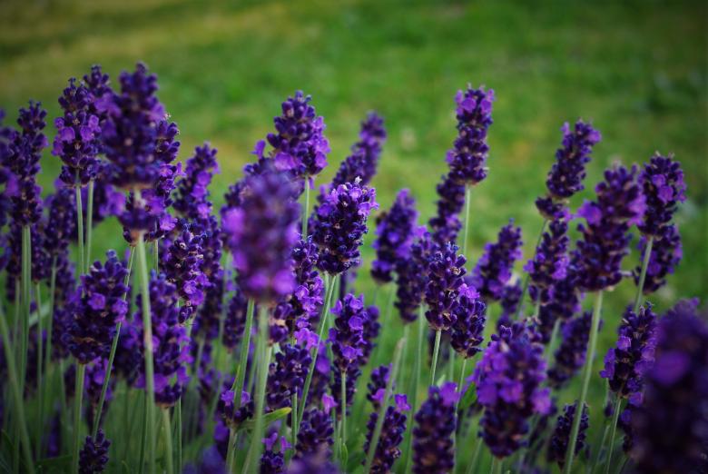 Free stock image of Lavender Flower created by Pixabay