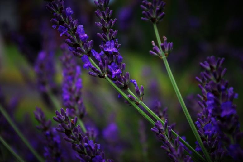 Free stock image of Lavender Flower created by Pixabay