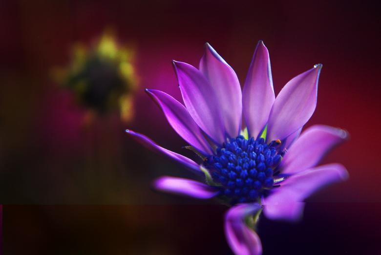 Free stock image of Purple Marguerite created by Pixabay