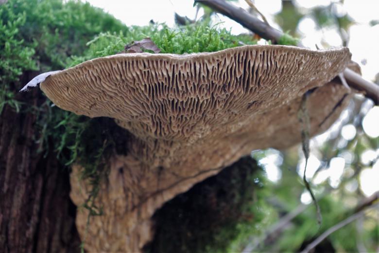 Free stock image of Wild Mushrooms in the Garden created by Pixabay