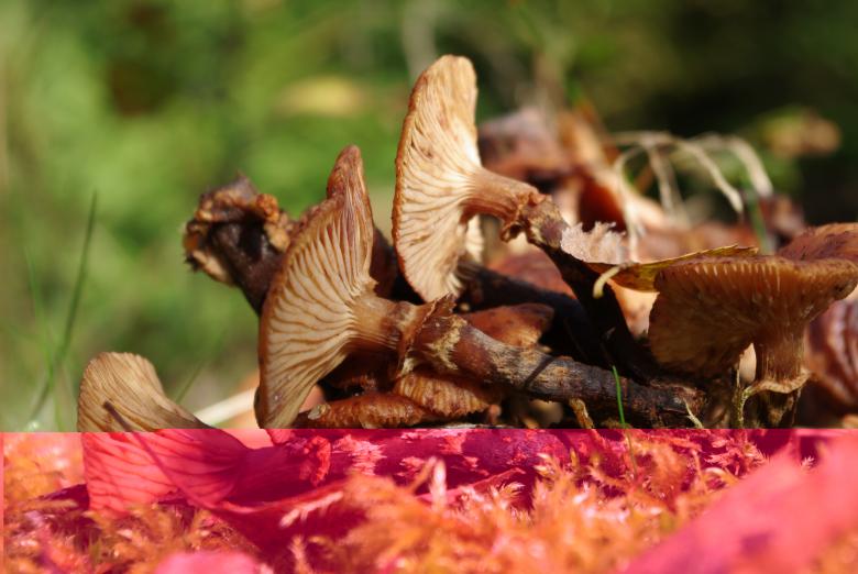 Free stock image of Wild Mushrooms in the Garden created by Pixabay