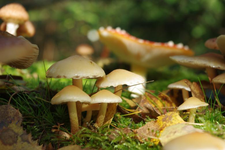 Free stock image of Wild Mushrooms in the Garden created by Pixabay