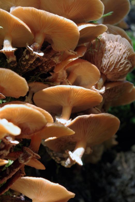 Free stock image of Wild Mushrooms created by Pixabay