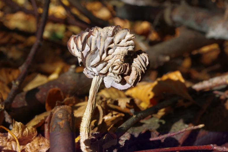 Free stock image of Wild Mushroom created by Pixabay