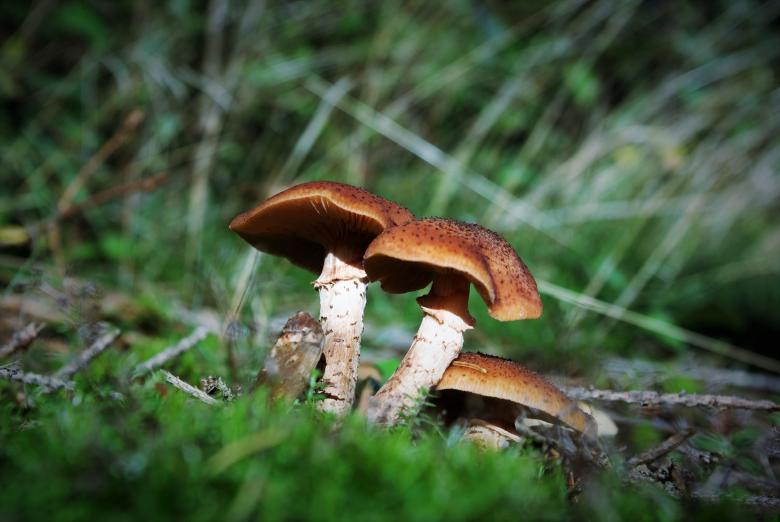 Free stock image of Bunch of Mushrooms created by Pixabay